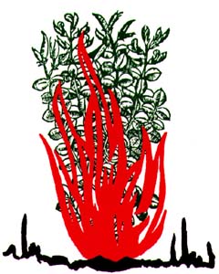 Le Buisson Ardent (couverture)